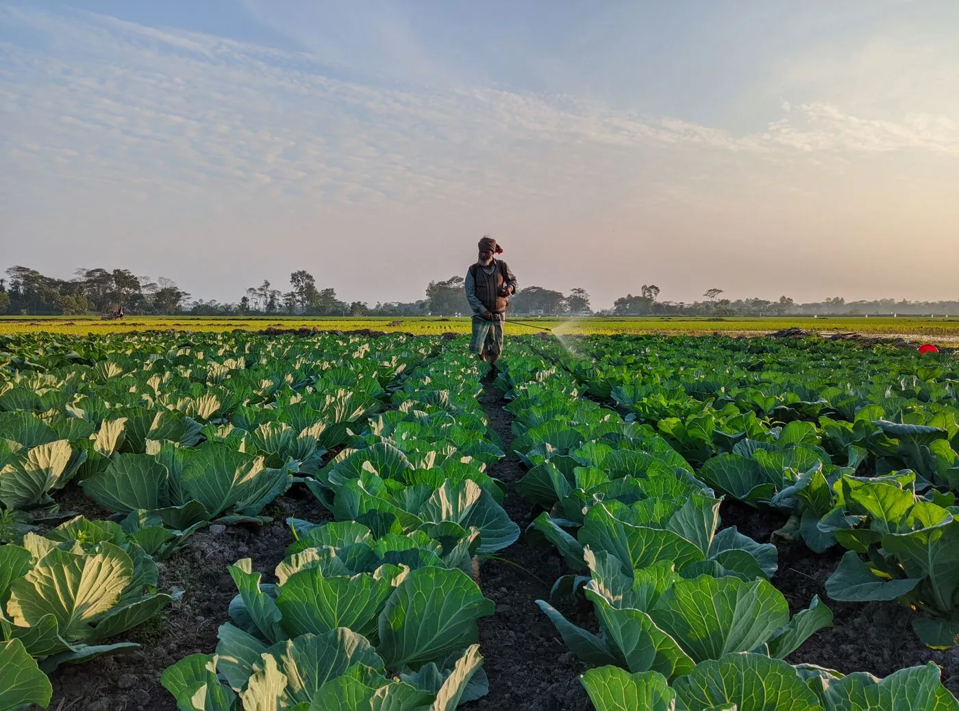 A grower tending rows of crops in an agricultural field
